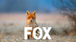 FOX by Esya G video DOWNLOAD - Download