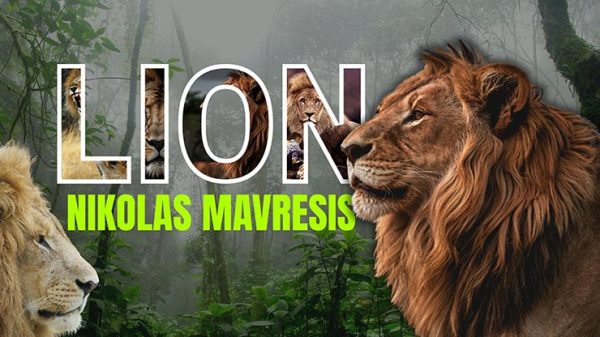 Lion by Nikolas Mavresis video DOWNLOAD - Download
